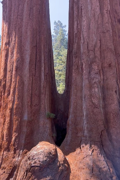 Z22-Z22-Sequoias (1)