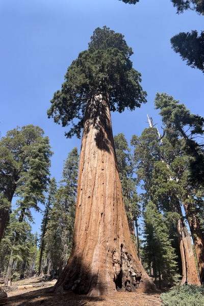 Z26-Sequoias (1)