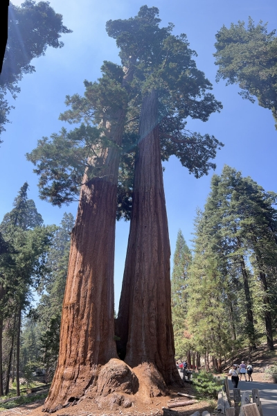 Z30-Sequoias (1)